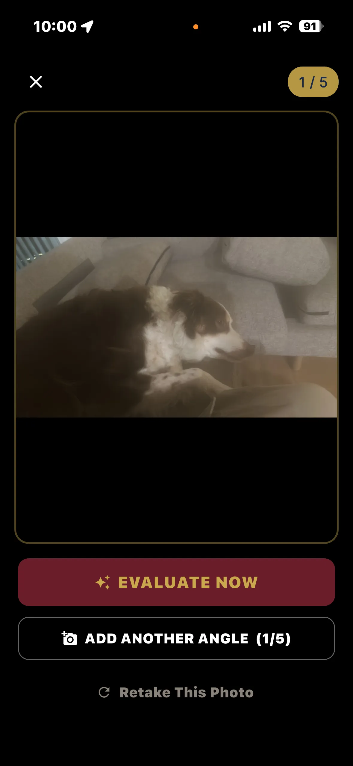Scanning the dog